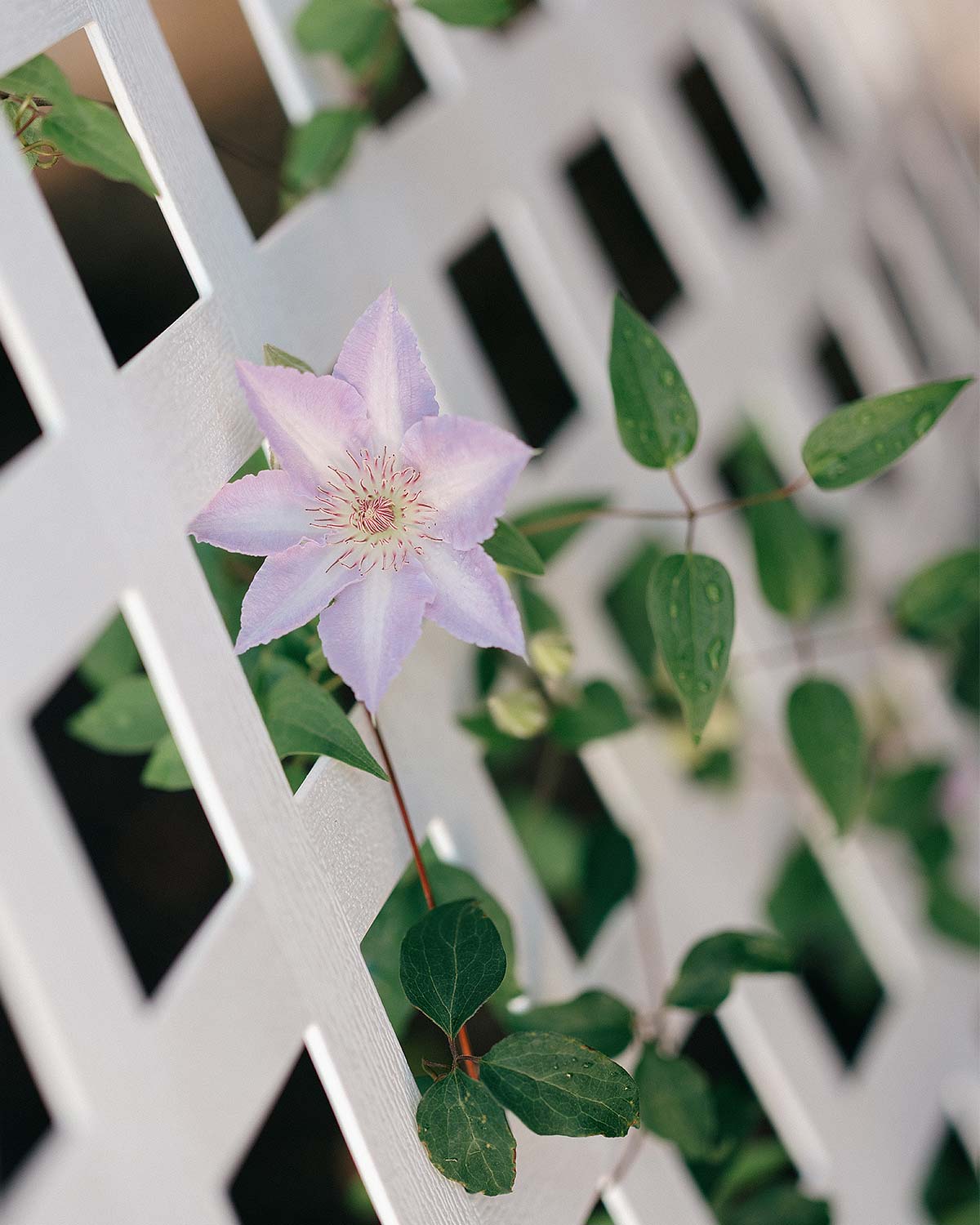 Rankgitter Rankgitter